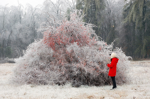 MacDowell Colony ice Storm, by aire libra on Flickr