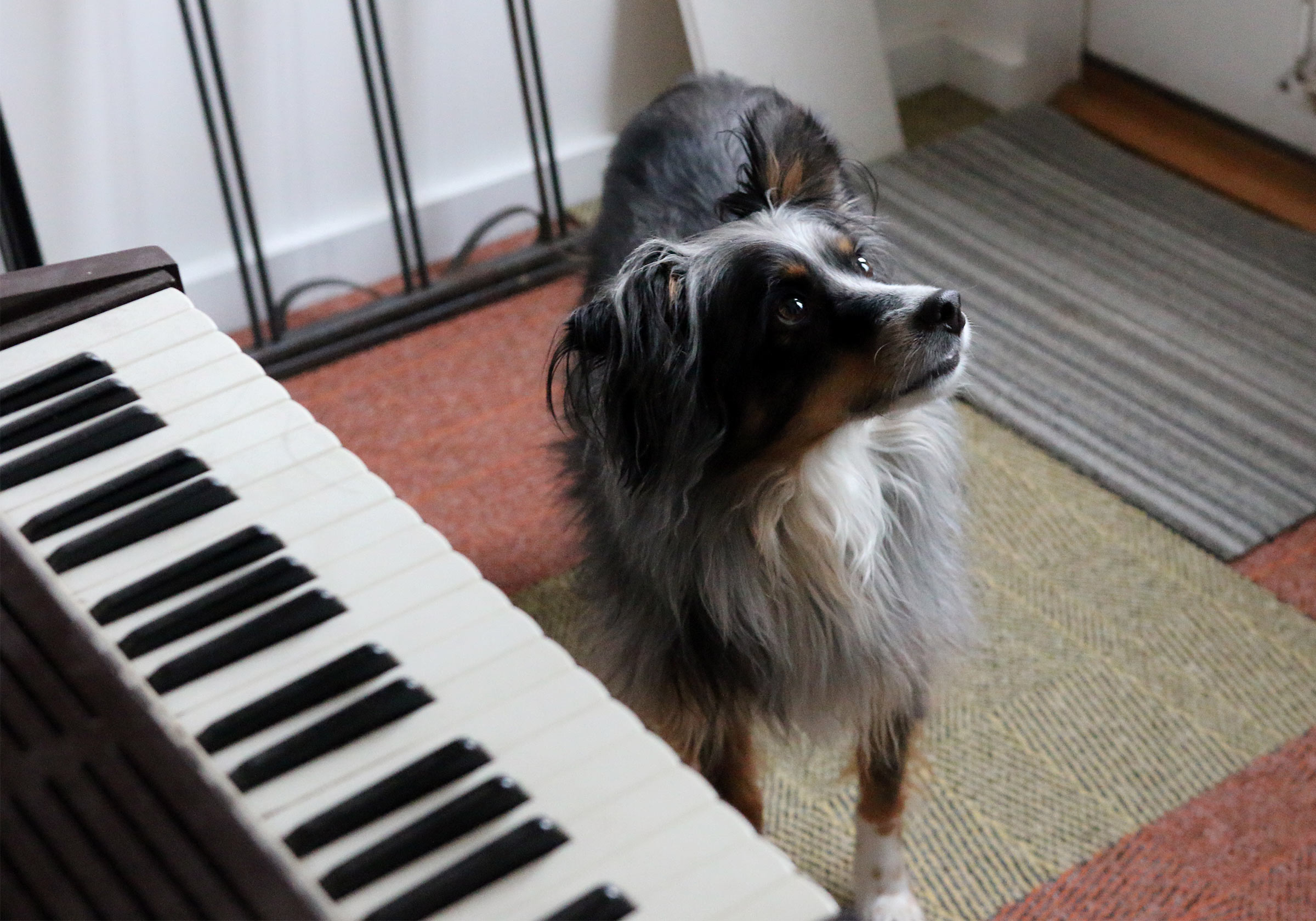 Schumacher's very attentive dog near one of his electric keyboards.